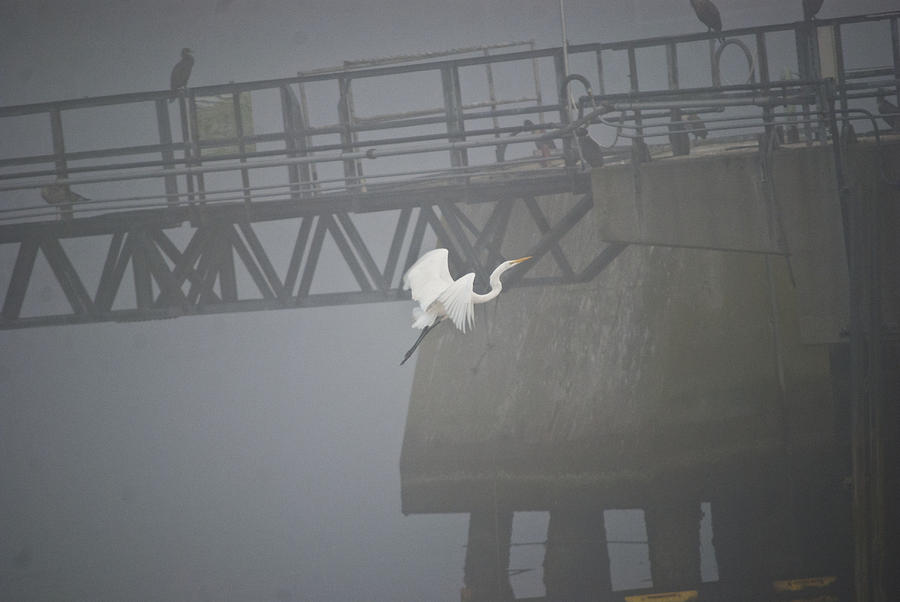 Egret In Fog Photograph by Eunice Harris