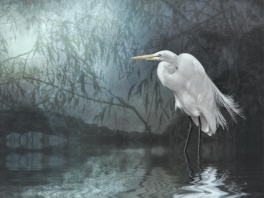 Egret in moonlight Photograph by Brian Tarr