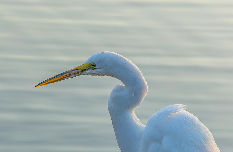 Egret in Morning Light Photograph by Marc Crumpler