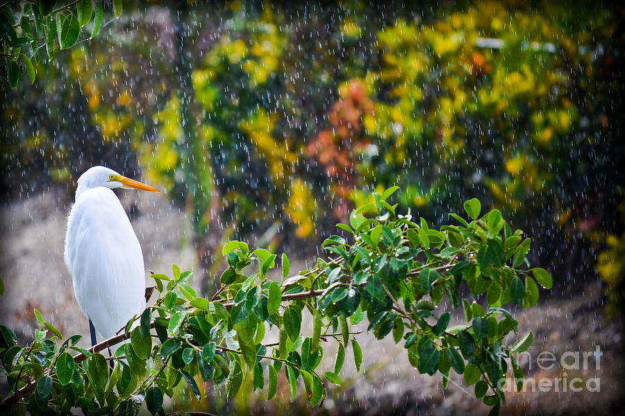 Egret In Paradise  Photograph by Gary Keesler