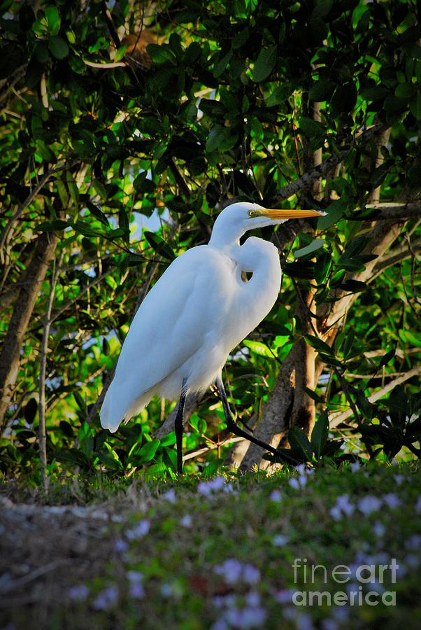 Egret in the bush Photograph by Quinn Sedam