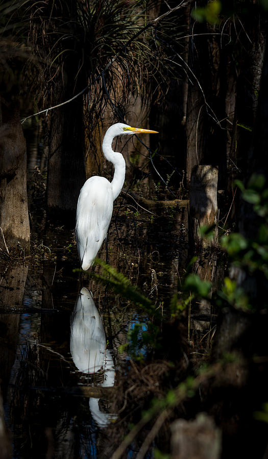 Egret In The Everglades Photograph