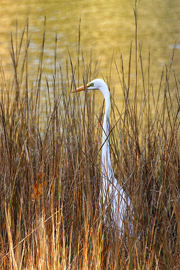 Egret in the Grass Photograph by William Selander