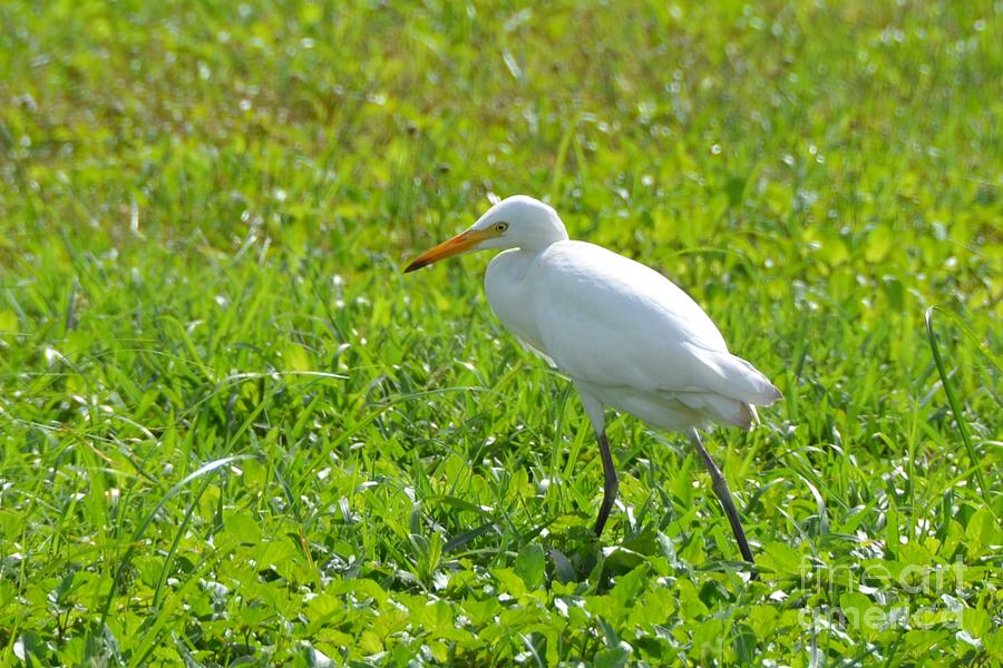 Egret on the green-no1 Photograph by Darla Wood