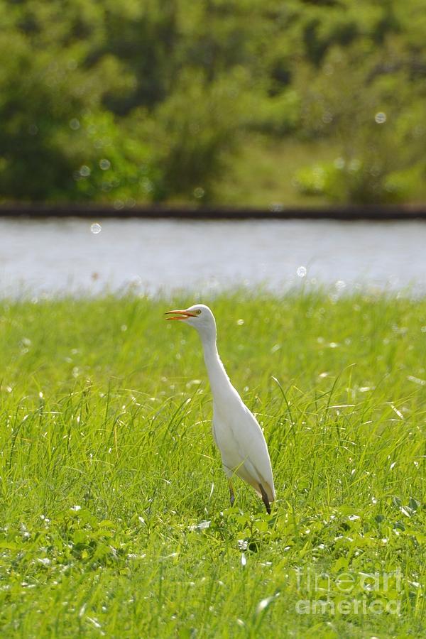 Egret on the green-no2 Photograph by Darla Wood