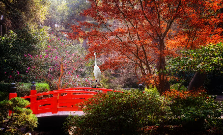 Egret in the Japanese Garden Photograph by Lynn Bauer
