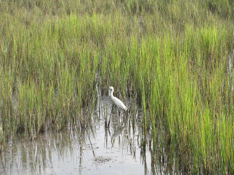 Egret in the Marsh Photograph by Ellen Meakin