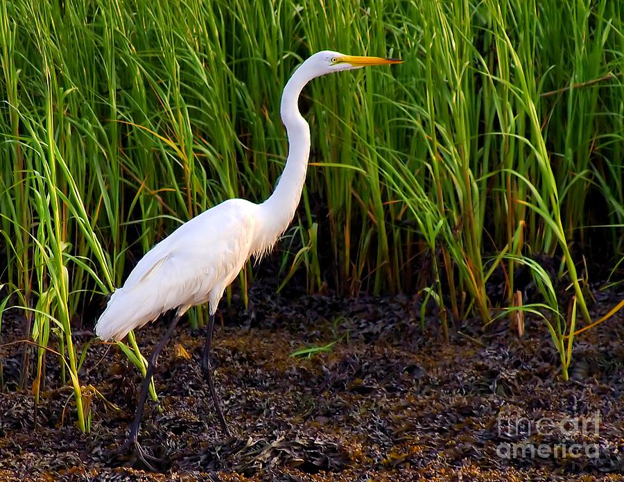 Egret in the Marsh Photograph by Nick Zelinsky Jr