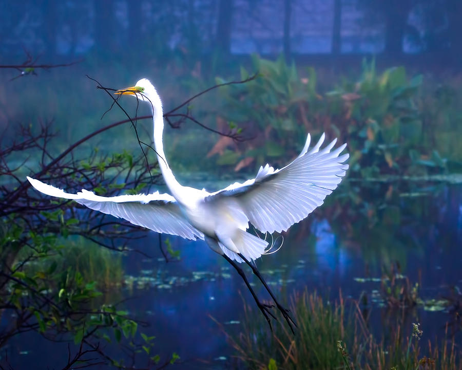 Egret In the Mist Photograph by Mark Andrew Thomas