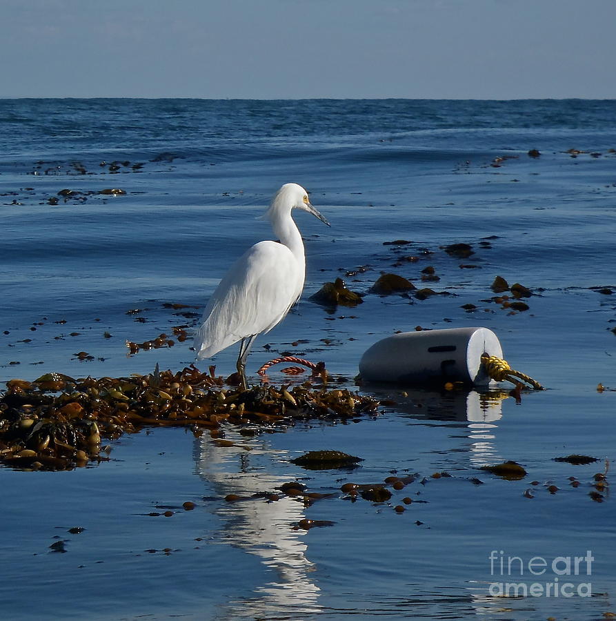 Egret in the Ocean Photograph by Michael Cinnamond