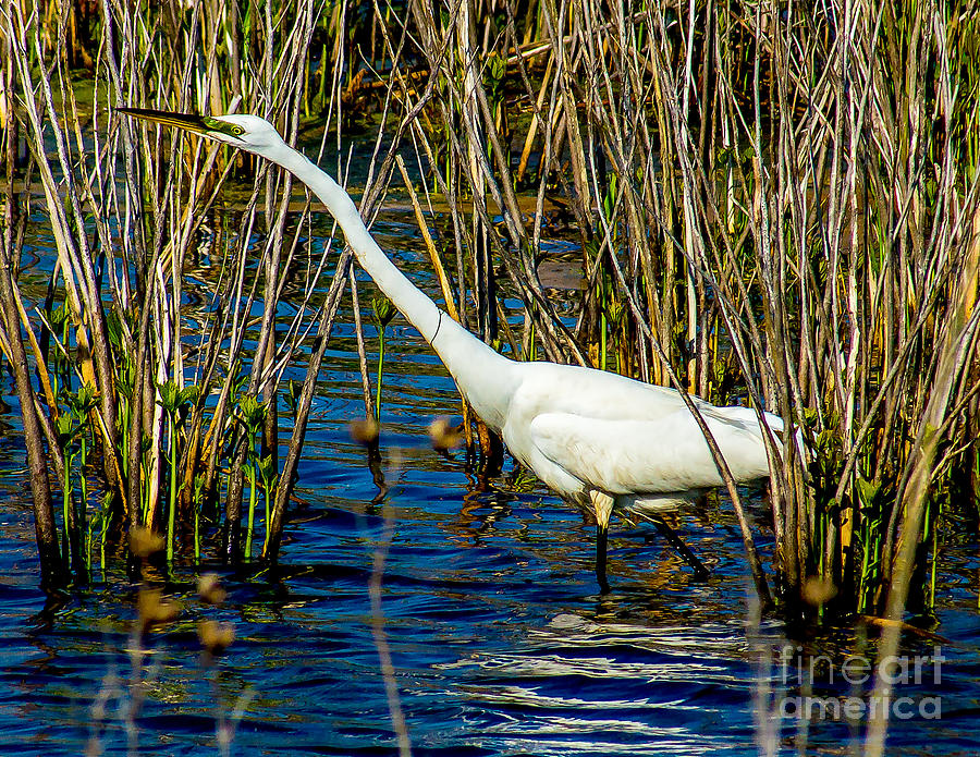 Egret in the Reeds Photograph by Nick Zelinsky Jr
