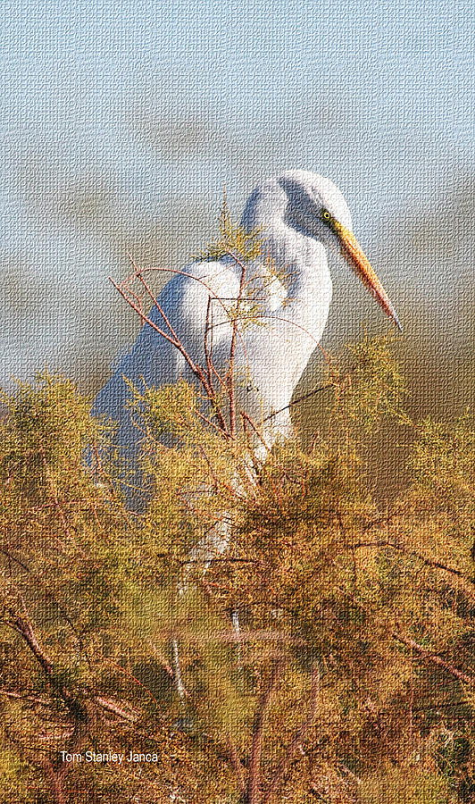 Egret In The Salt Cedars Photograph by Tom Janca