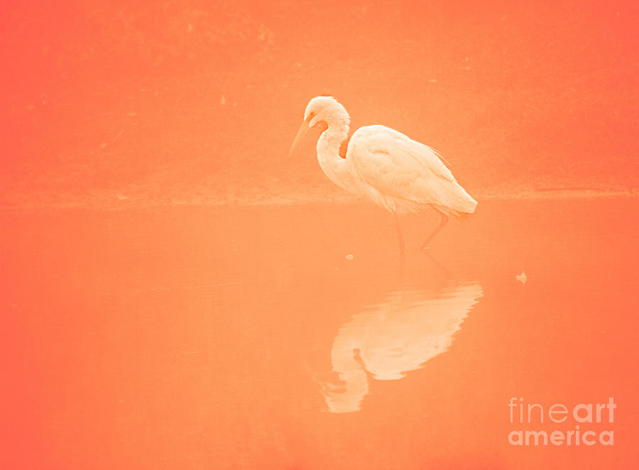Egret In The Tone Of Orange Photograph