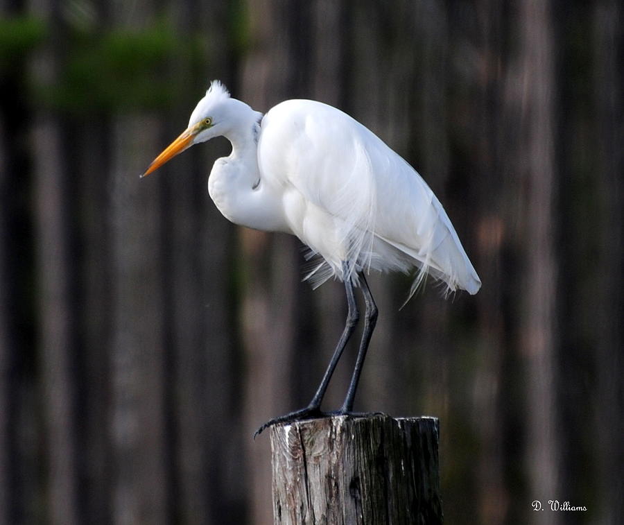 Egret Photograph - Egret in the Wind by Dan Williams