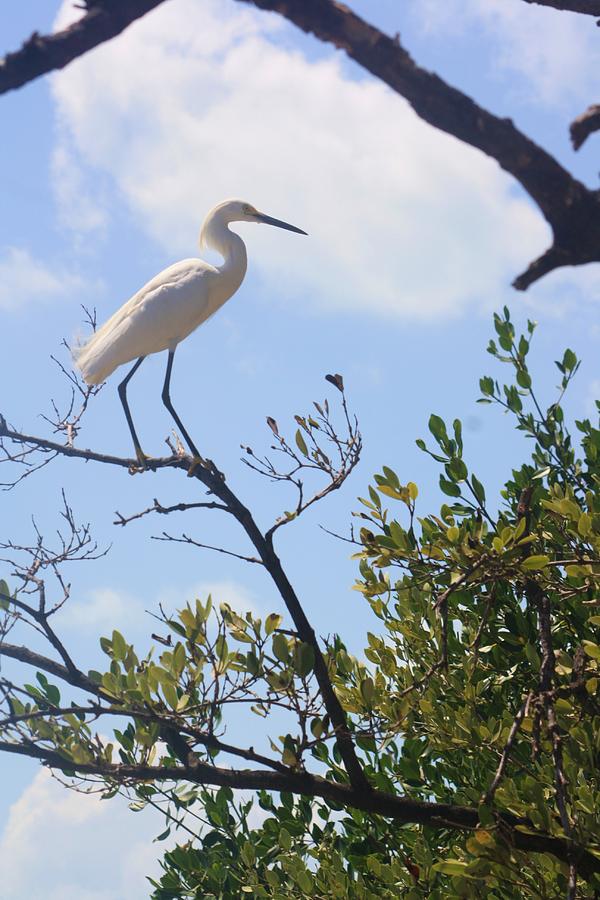 Egret In Tree Photograph By Chuck Hicks - Fine Art America