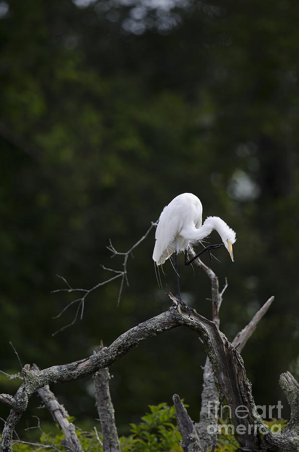 Egret In Tree Photograph