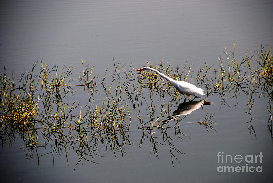 Egret On Udaipur Lake Photograph
