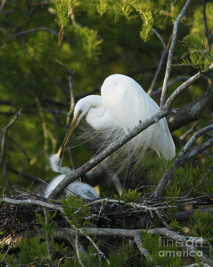 Louisiana Egret with babies in Swamp Photograph by Luana K Perez