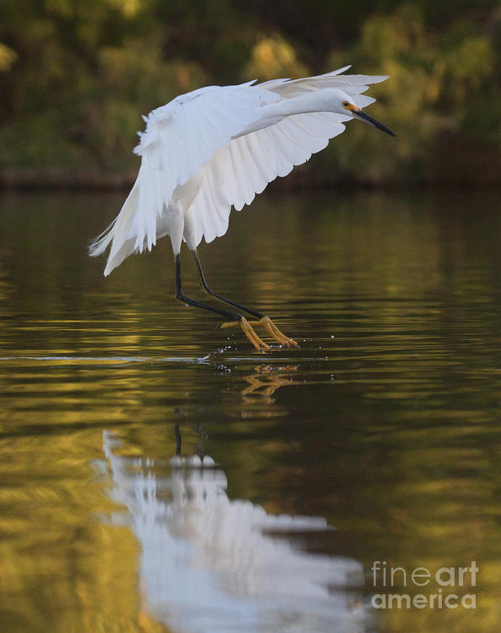 Egret Photograph - Egret landing on golden pond by Ruth Jolly