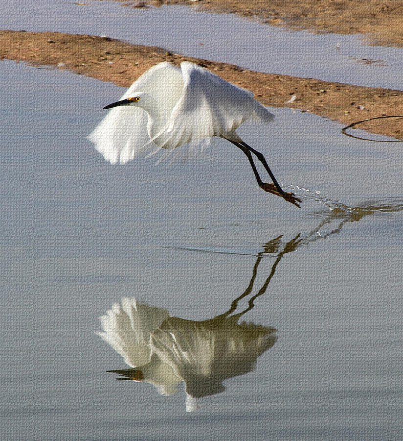 Egret Leaps From The Pond Photograph by Tom Janca
