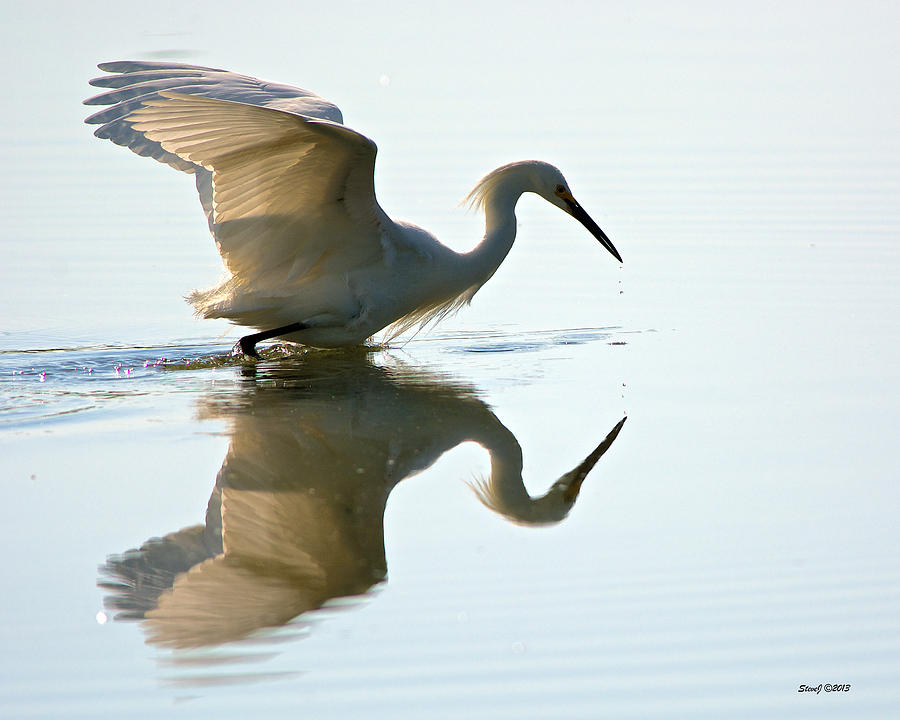 Egret Looking for Fish Photograph by Stephen Johnson