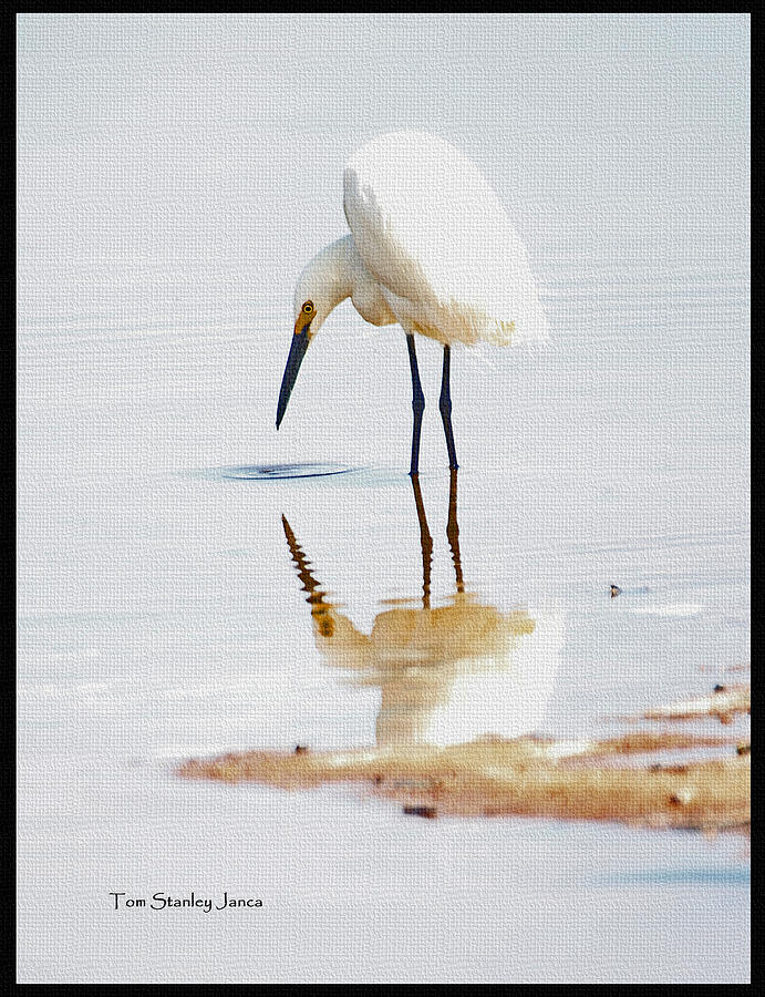 Egret Looks For Fish. Photograph by Tom Janca
