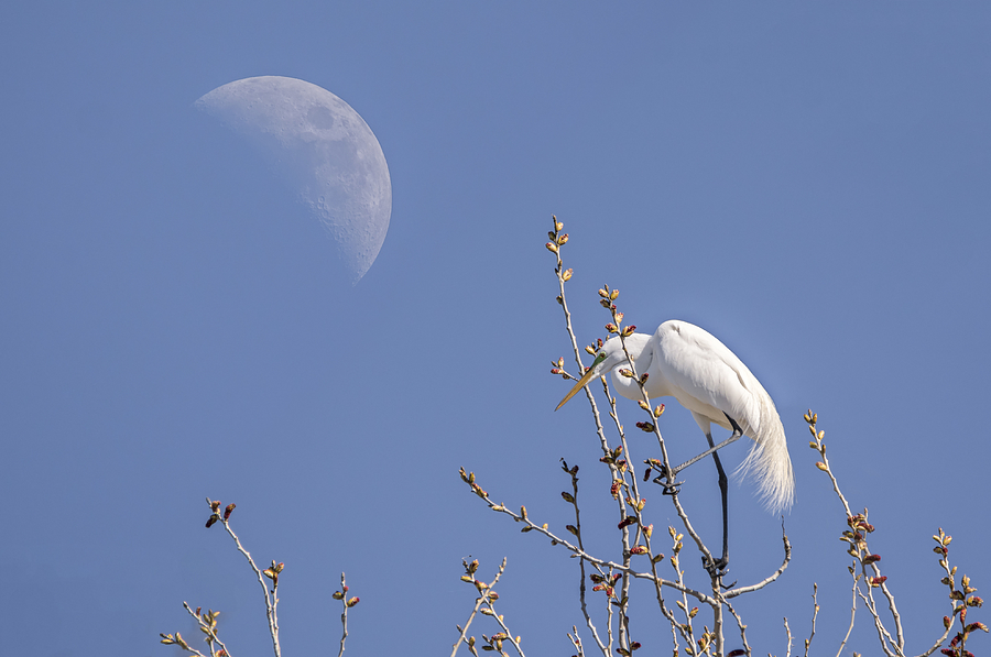 Egret Mimicking the Moon Photograph by Loree Johnson