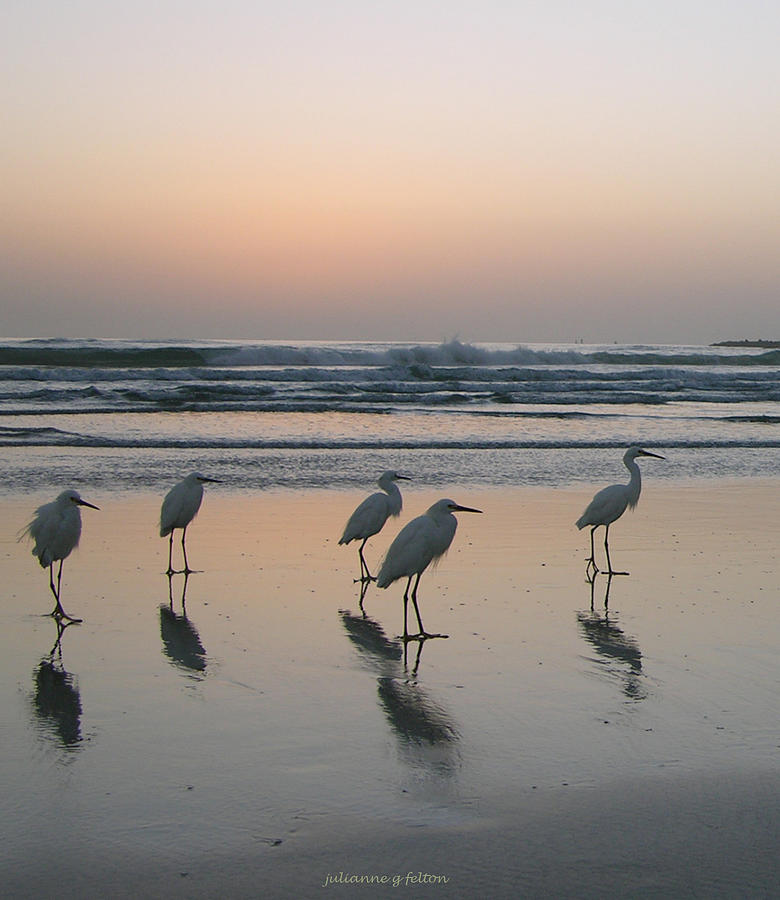 Egret Morning Sunrise Surf Photograph by Julianne Felton
