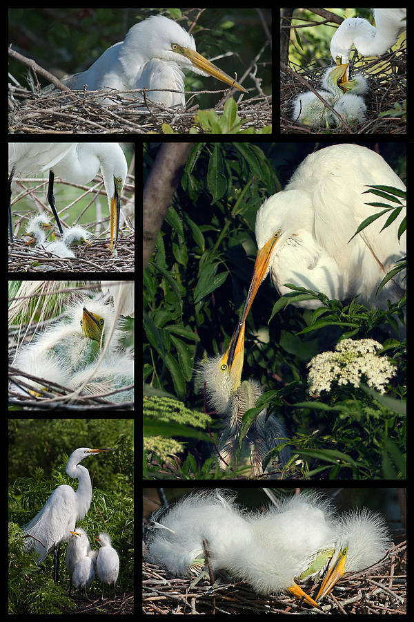 Egret Mother and Chicks Photograph by Dawn Currie Egret Mother and Chicks Photograph by Dawn Currie
