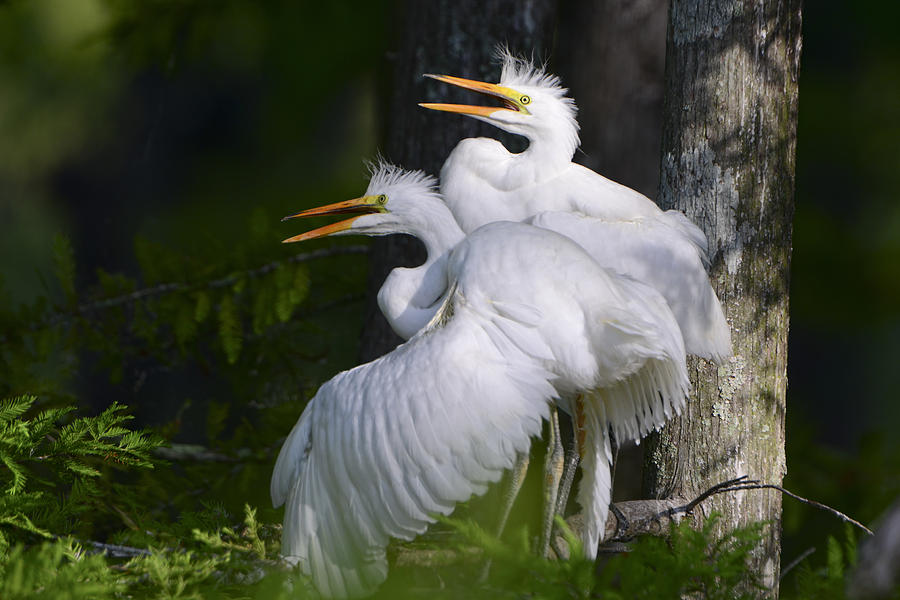 Egret Nestlings in a Cypress Swamp Photograph by Bonnie Barry