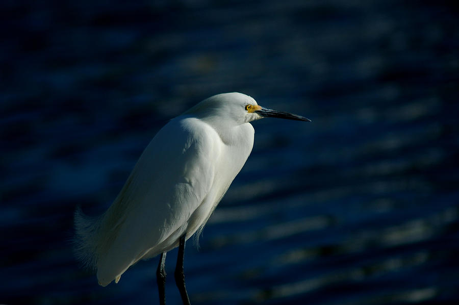 Egret Of Matlacha 2 Photograph by David Weeks