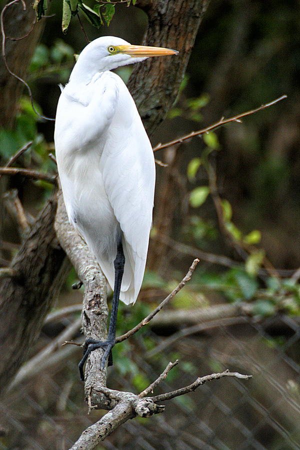 Egret on a Limb Photograph by William Selander