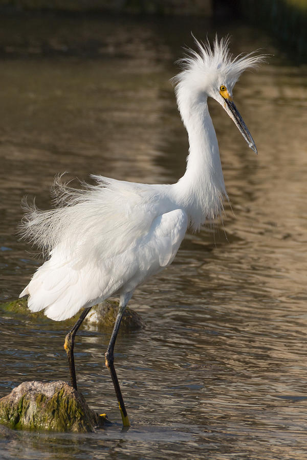 Egret on a Mission Photograph by Kathleen Bishop