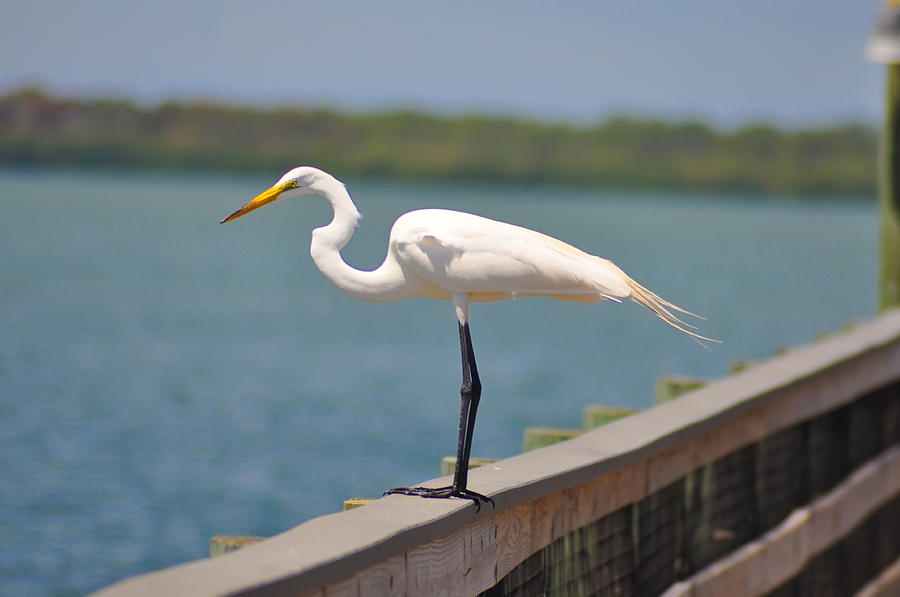 Egret on a Pier Photograph by Bill Cannon