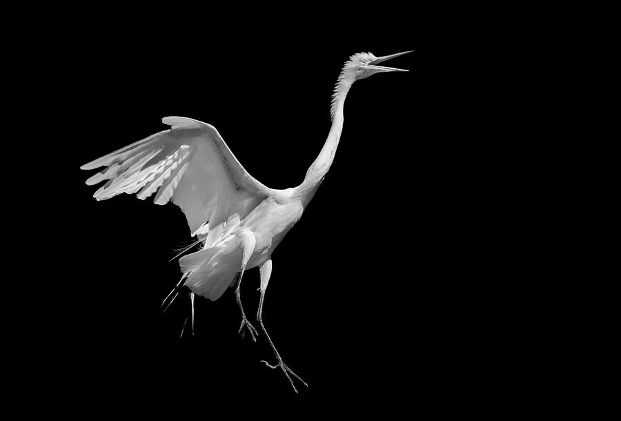 Egret on Black Photograph by Andy Smetzer