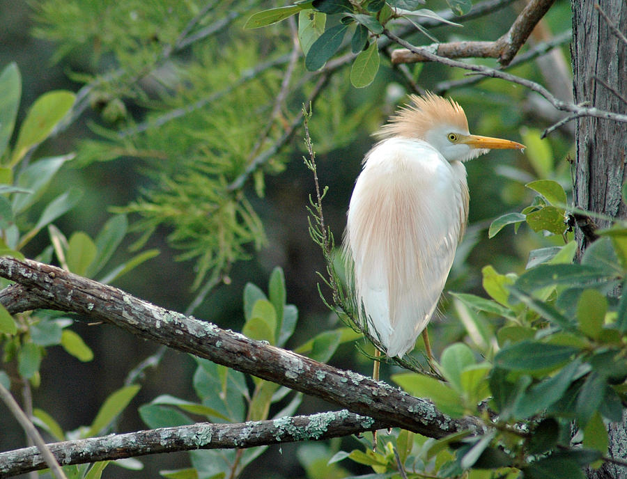 Egret on Branch Photograph by Bruce Gourley