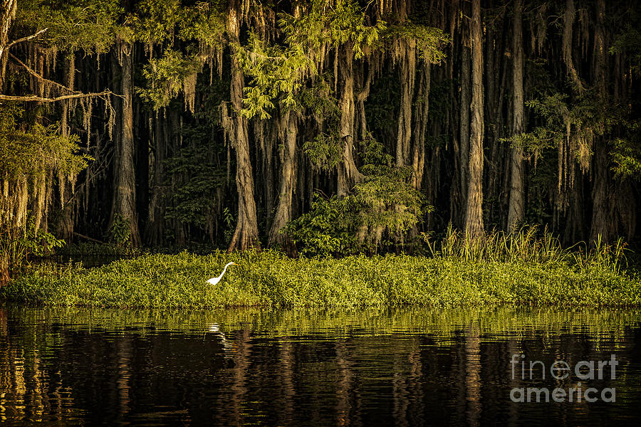 Egret on Caddo Lake Photograph by Tamyra Ayles
