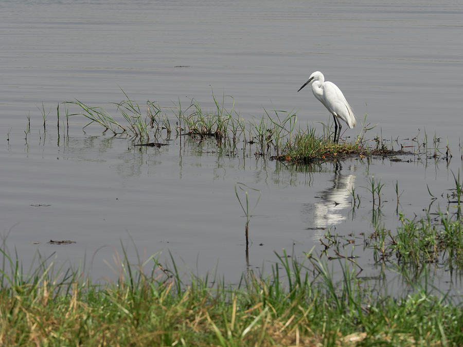 Egret On Chobe River, Chobe National Photograph by Panoramic Images