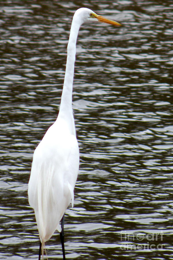 Egret On Guard Photograph by Kathy  White