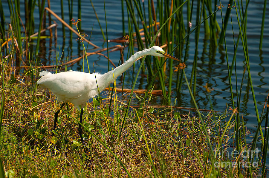 Egret On The Bank Photograph