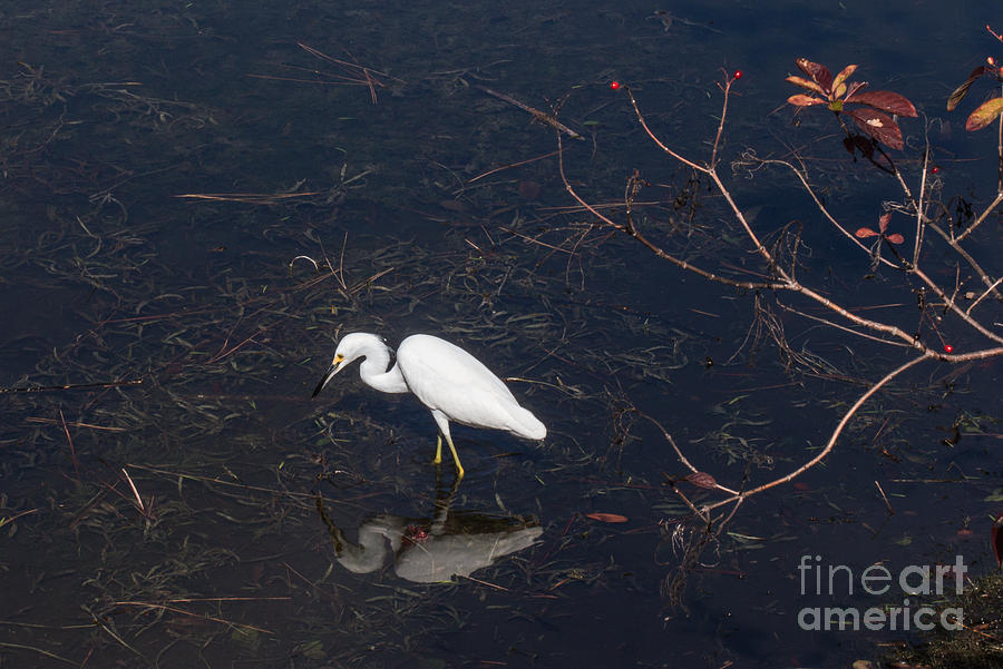 Egret On The Lake Photograph by Arlene Carmel