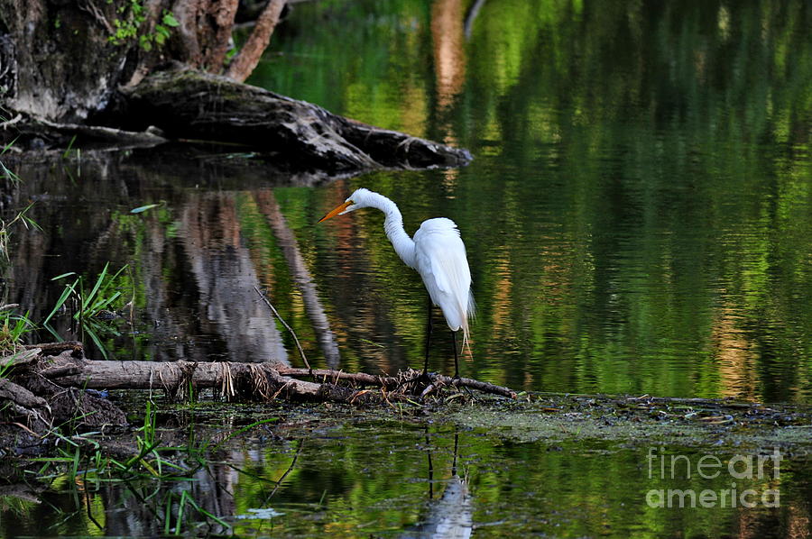 Egret on the River  Photograph by Andrea Kollo