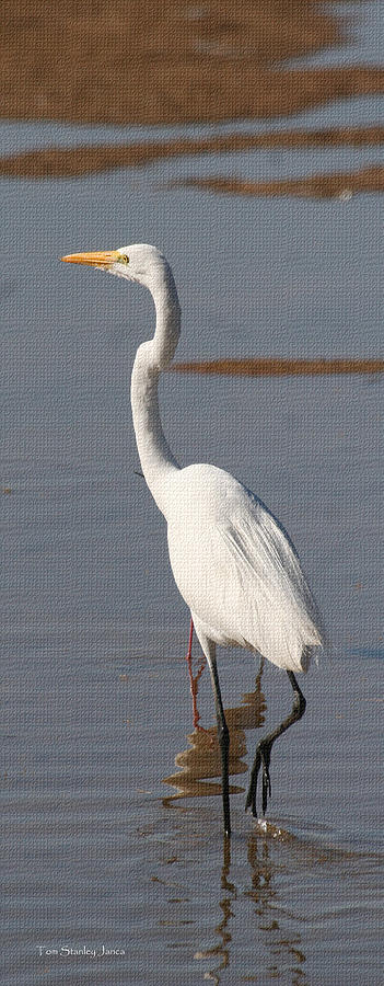 Egret Out Fishing Photograph by Tom Janca