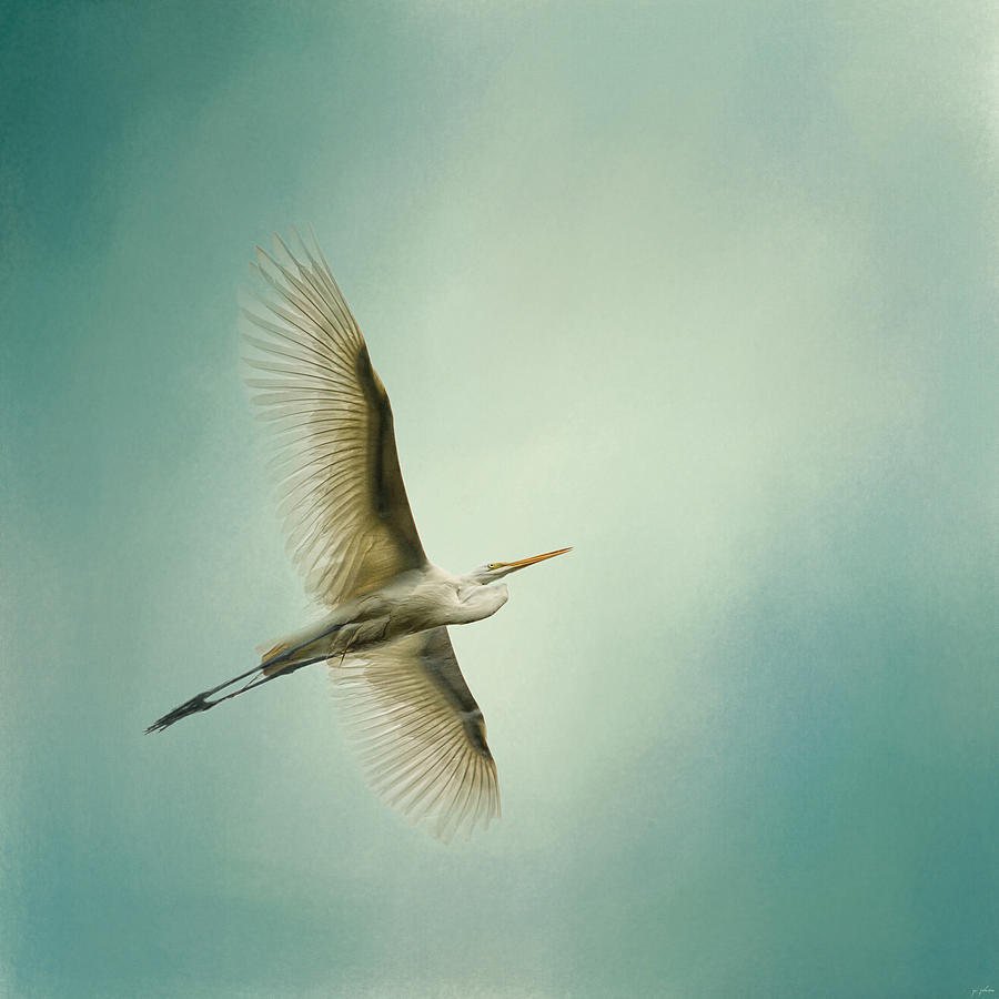 Egret Overhead Photograph by Jai Johnson