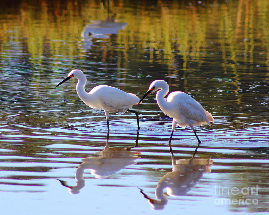 Egret Pair Photograph by Andre Turner