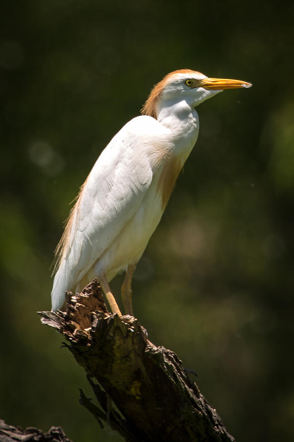 Cattle Egret Perched on Dead Branch Photograph by Gregory Daley  MPSA