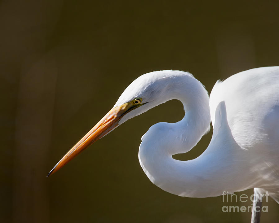 Bird Photograph - Egret Portrait-2 by Dale Nelson