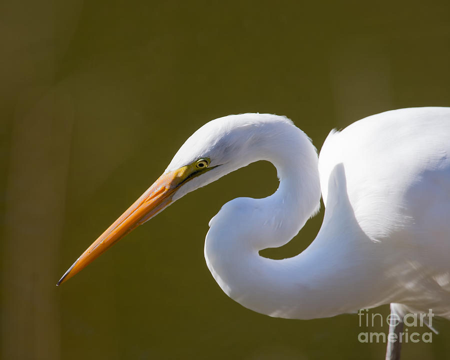 Bird Photograph - Egret Portrait by Dale Nelson