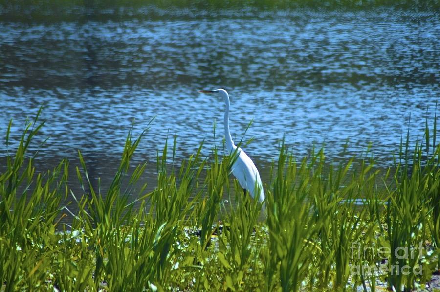 Egret Posping Photograph by Tracy Rice Frame Of Mind