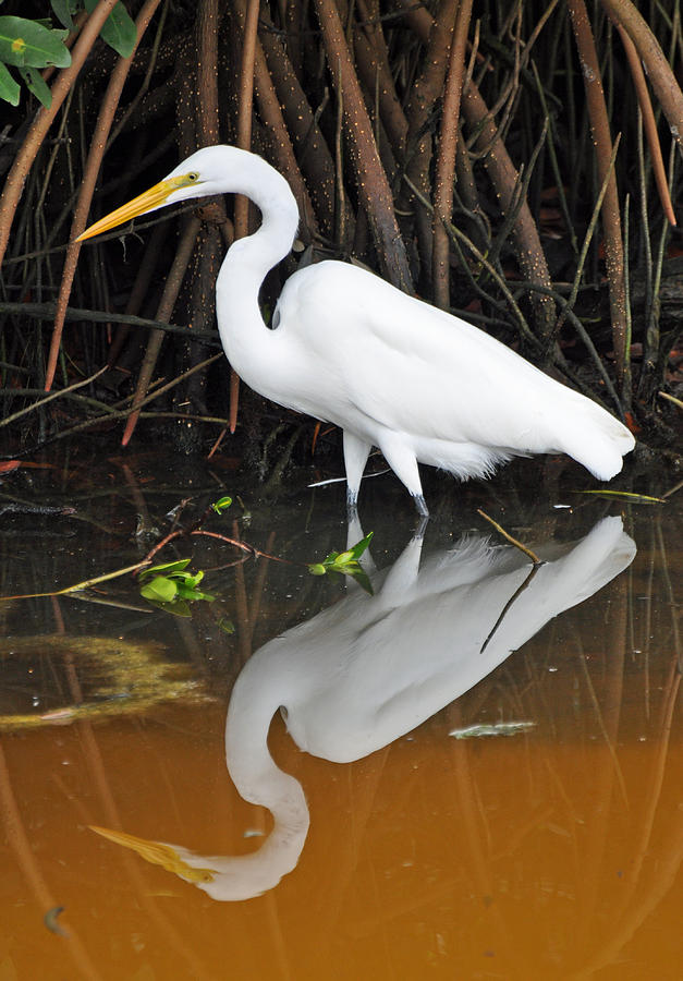 Egret Reflected in Orange Waters Photograph by Bruce Gourley